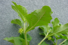 Acanthospermum hispidum